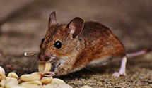 24 Hour & Emergency Exterminators in Barton Hills, MI